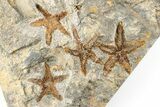 Cluster Of Fossil Starfish (Petraster?) - El Kaid Rami, Morocco #193732-1